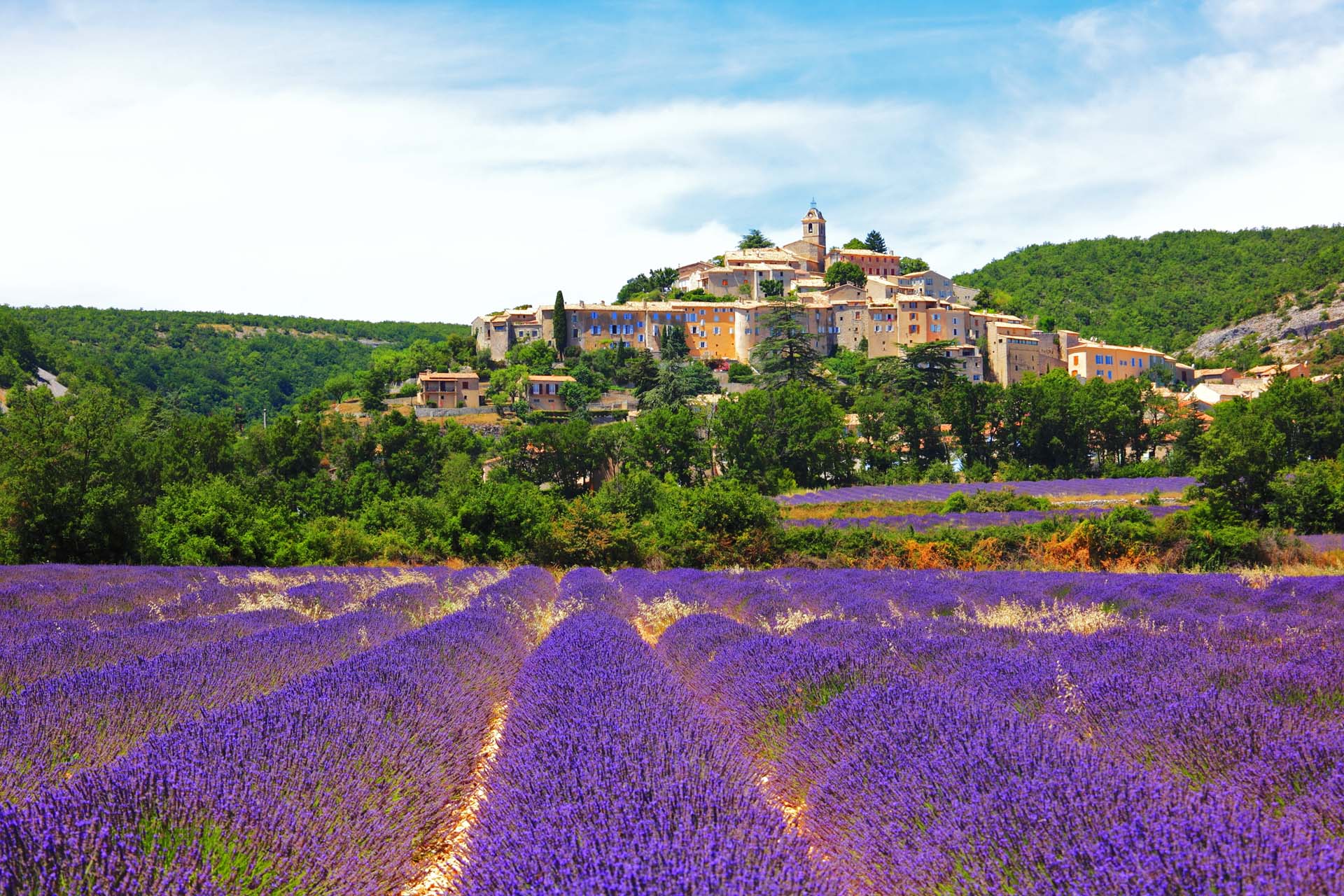 Guide To The Lavender Fields Of Provence South Of France Charles 